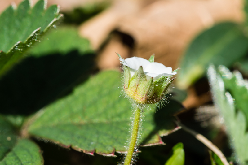 Potentilla sterilis / Potentilla sterile